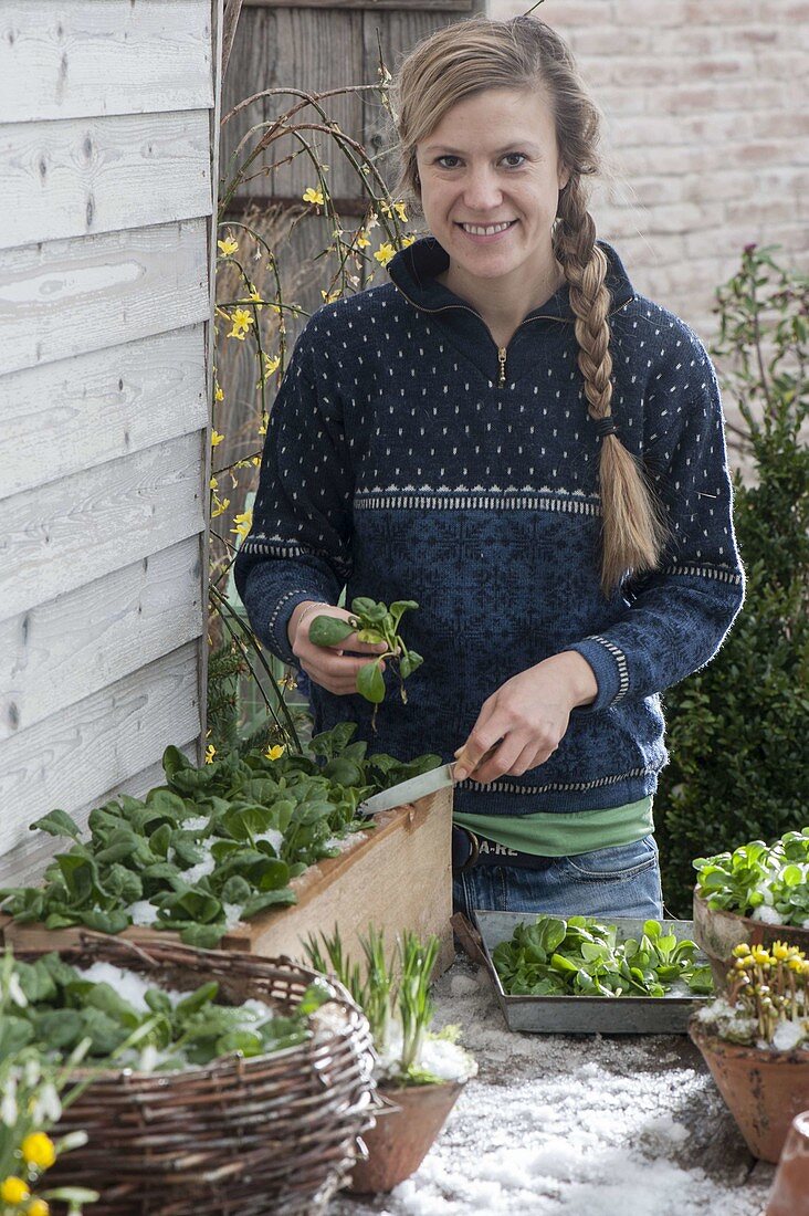 Winter vegetables in box and basket on terrace table