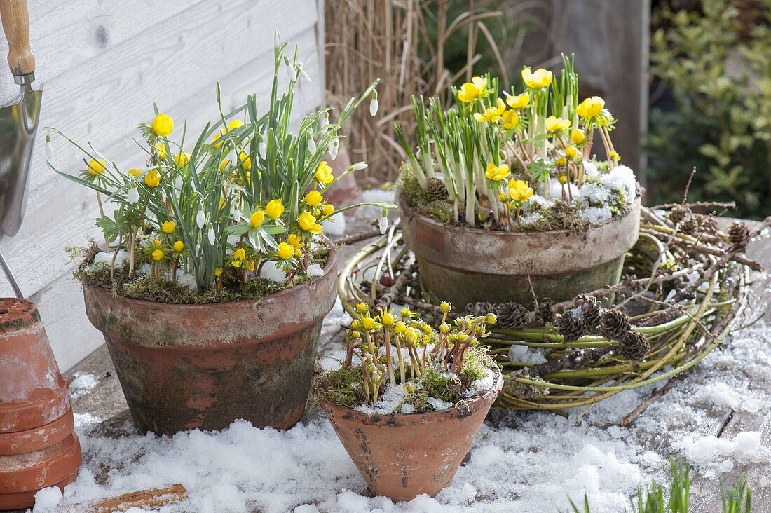 Pot arrangement with Eranthis hyemalis, Galanthus nivalis