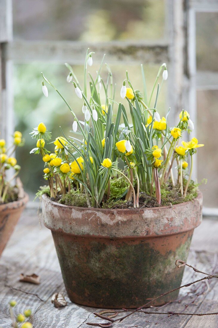 Clay pot with Eranthis hyemalis and Galanthus nivalis