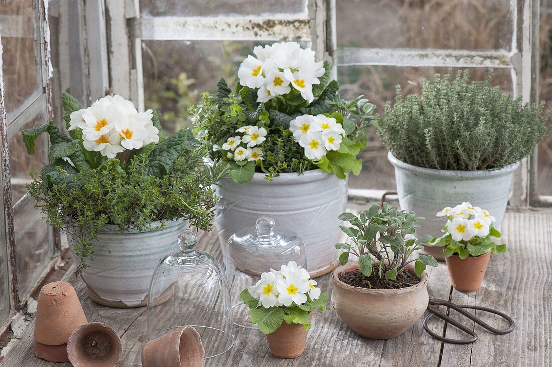 Primula acaulis, thyme, sage, oregano