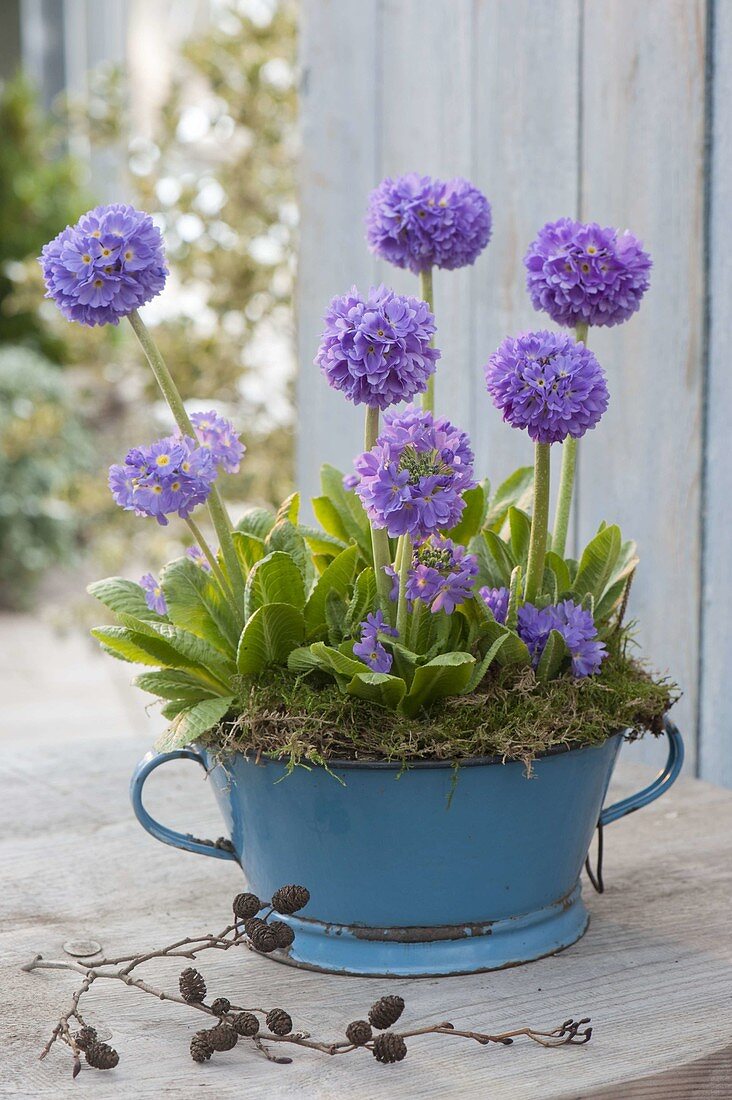 Primula denticulata (Kugelprimeln) in blauer Emaille-Schüssel mit Moos