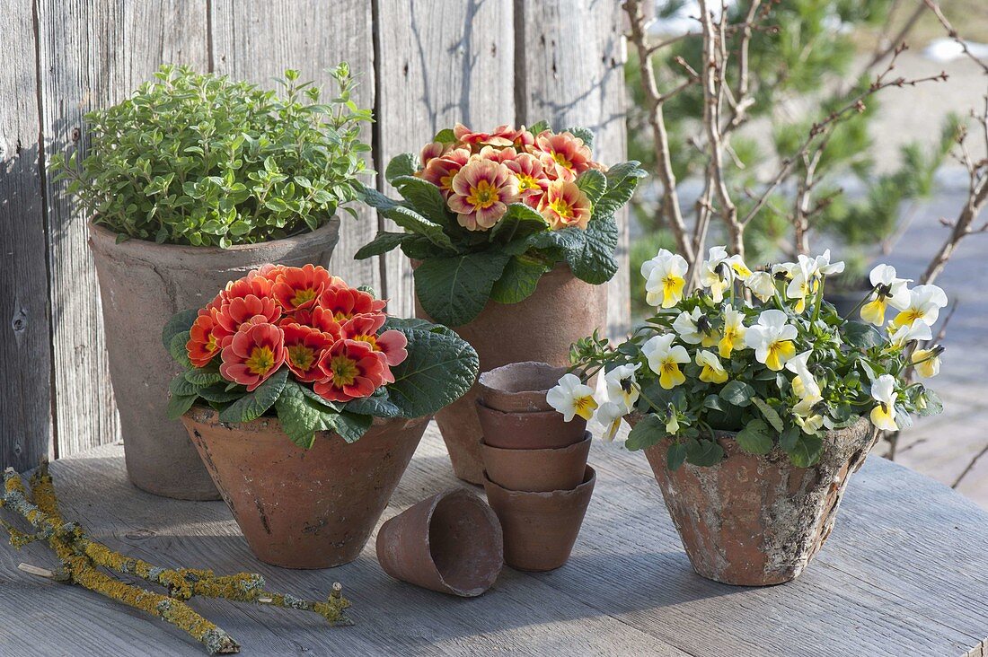 Oregano (origanum), primula acaulis (primrose) and viola cornuta