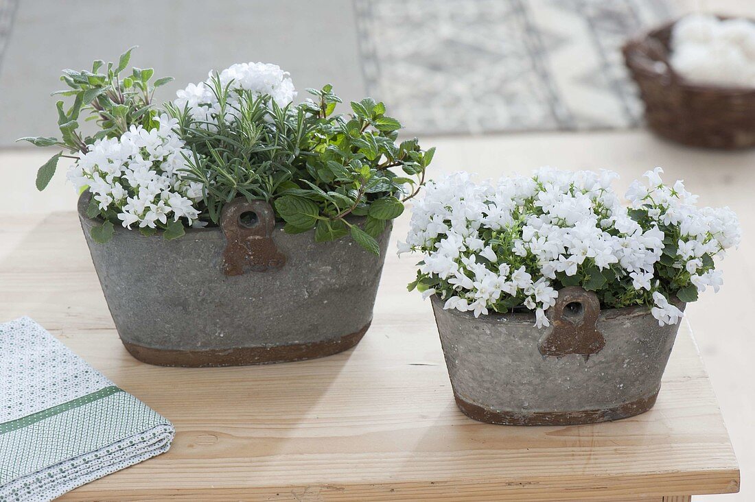 Campanula (Mini-Glockenblumen) mit Minze (Mentha), Rosmarin