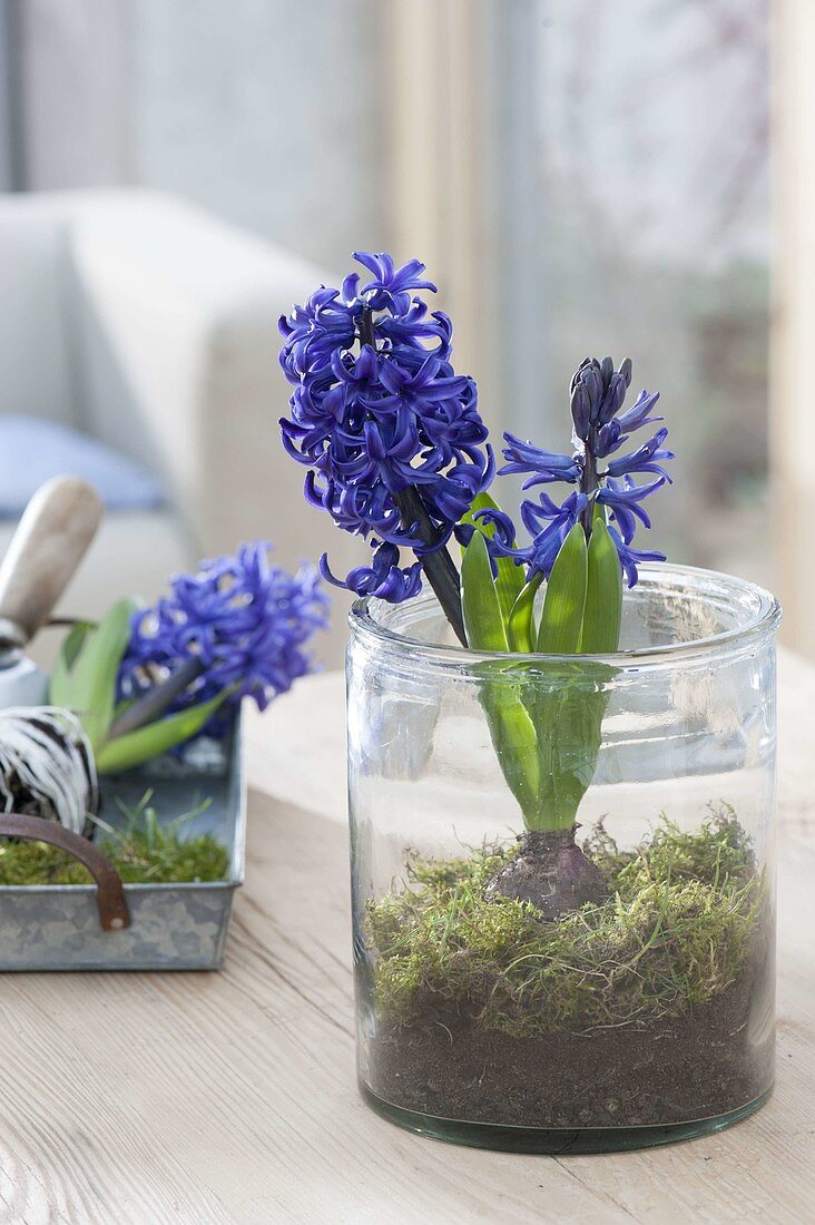 Hyacinthus 'Pacific Ocean' (hyacinth) with moss set in glass
