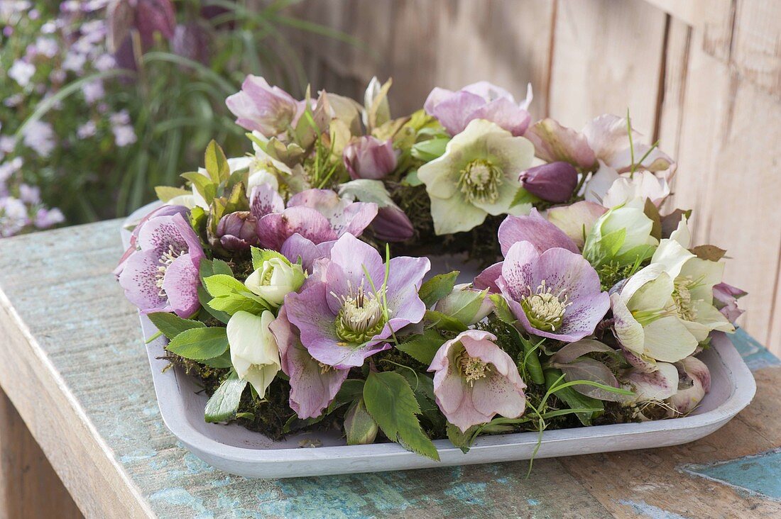 Kranz aus Helleborus orientalis (Lenzrose) auf flacher Schale