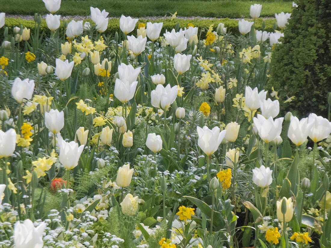 White-yellow spring in the Freising court garden