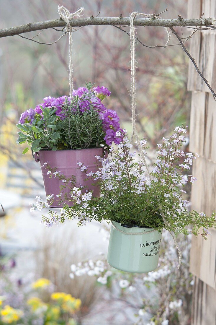 Boronia anemonifolia, rosemary, sage