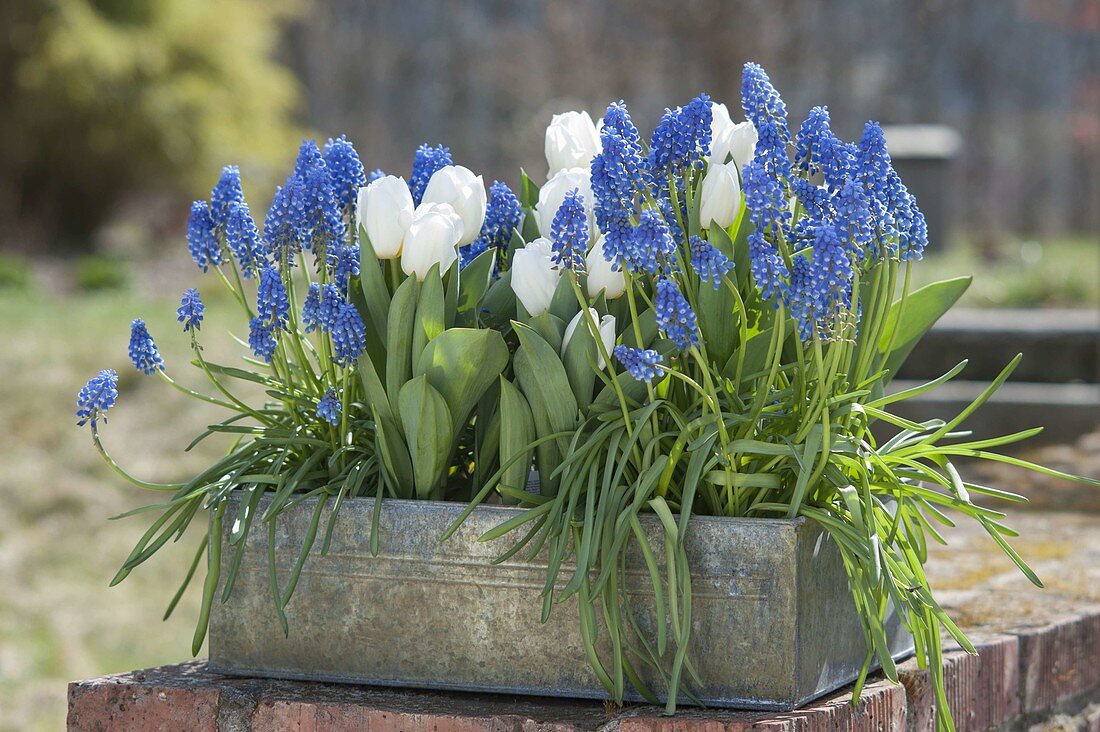Tin box planted with muscari armeniacum and tulipa