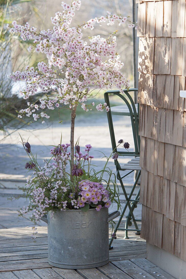 Old zinc bucket with spring plantation Prunus incisa 'February Pink'