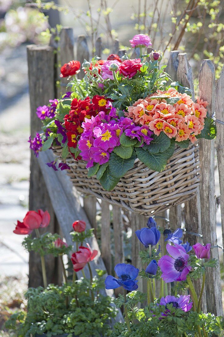 Basket with primula acaulis and ranunculus