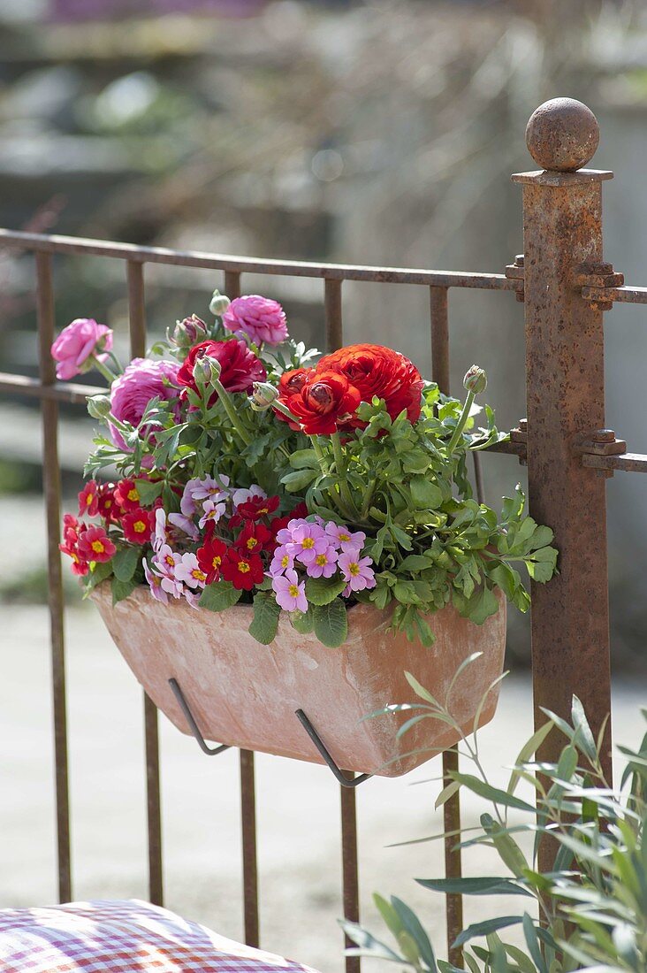 Spring box on the balcony railing with primula acaulis (primrose)