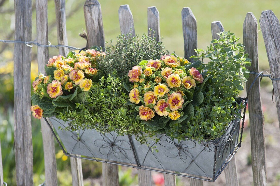 Spring box with Primula Belarina 'Nectarine' (filled primroses)