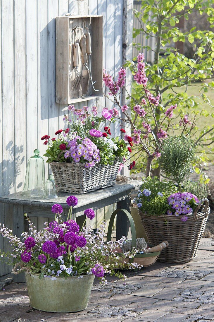 Tin bowl and baskets with Primula denticulata, Boronia