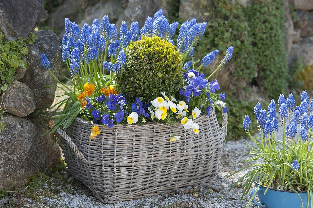 Basket with spring bloomers in the garden, Buxus, Muscari