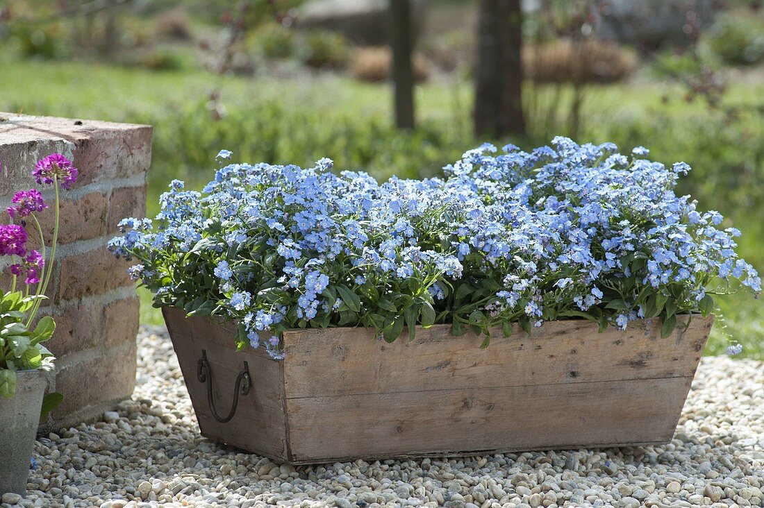 Holzkasten mit Myosotis (Vergissmeinnicht) auf Kiesterrasse