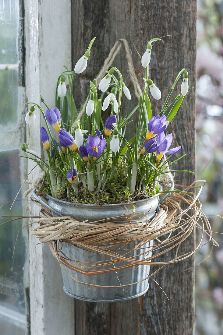 Zink pot with Crocus sieberi 'Tricolor' and Galanthus nivalis