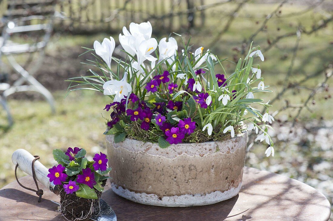 Shell with Primula x pruhoniciana 'Wanda', Crocus