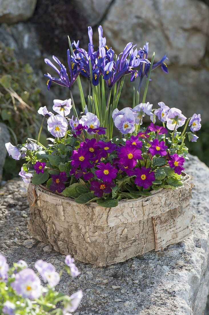 Betula bark bowl with Primula x pruhoniciana 'Wanda'