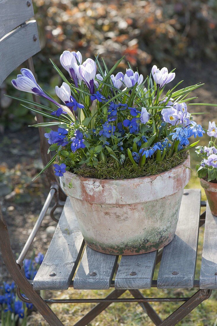 Alter Tontopf mit Cocus vernus 'Pickwick' (Krokussen), Viola cornuta