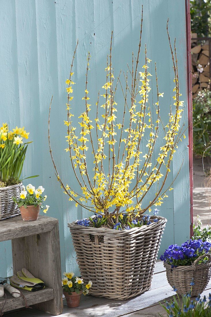 Forsythia (Goldgloeckchen) unterpflanzt mit Scilla (Blausternchen)