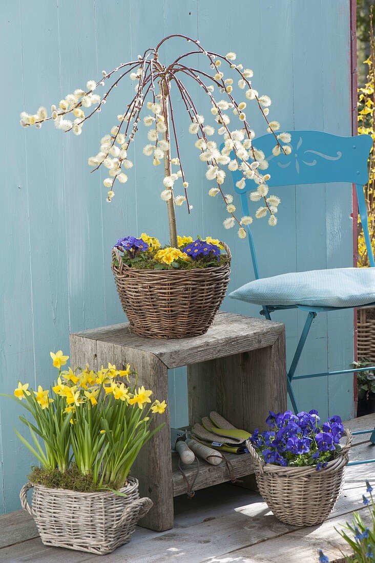 Baskets of Salix caprea 'Kilmarnock', Primula acaulis