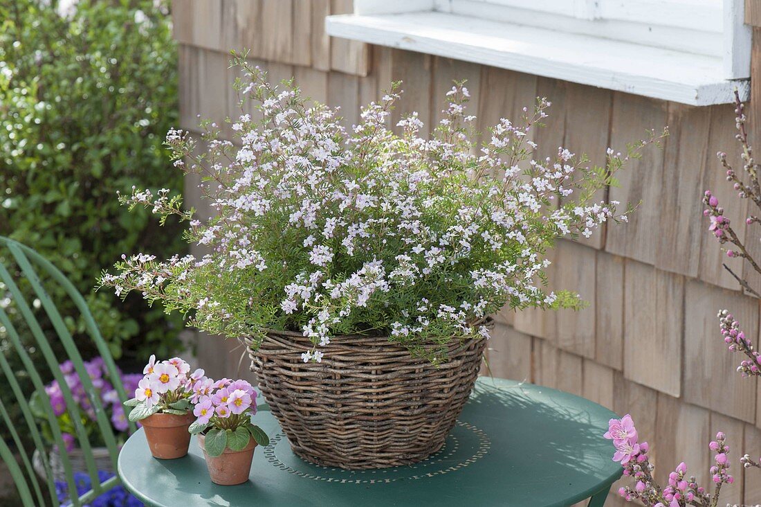 Boronia anemonifolia (Duftsternchen) im Korb auf Terrassentisch