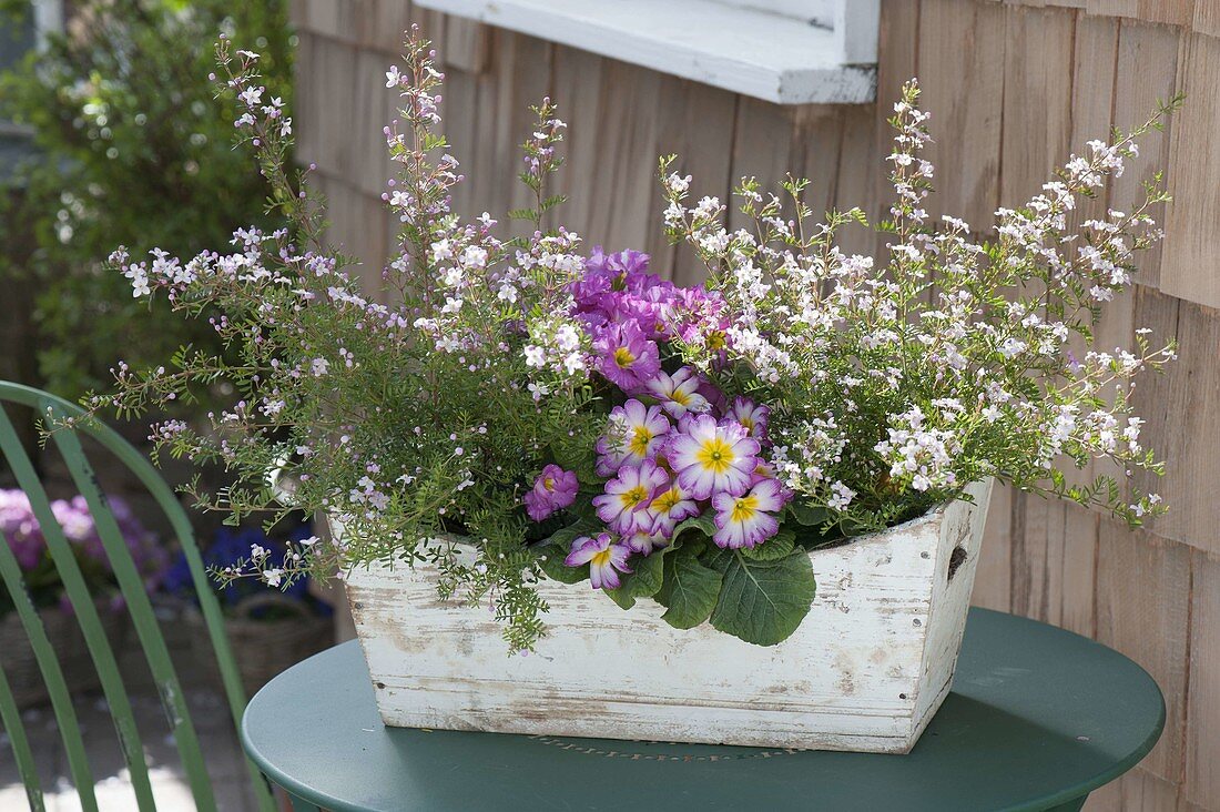 Weisser Holz-Kasten mit Primula acaulis (Primeln) und Boronia anemonifolia