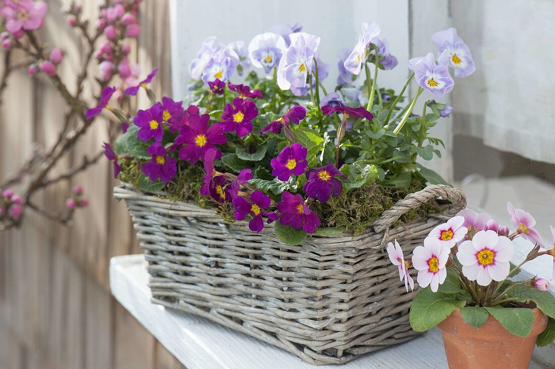 Kleiner Korbkasten am Fenster : Primula x pruhoniciana 'Wanda'