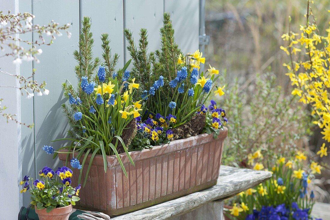 Terracotta box with Narcissus 'Tete A Tete', viola cornuta