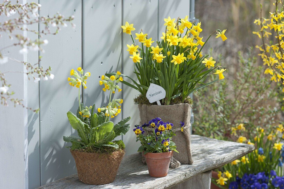 Narcissus 'Tete a Tete' in felt bag, Primula veris