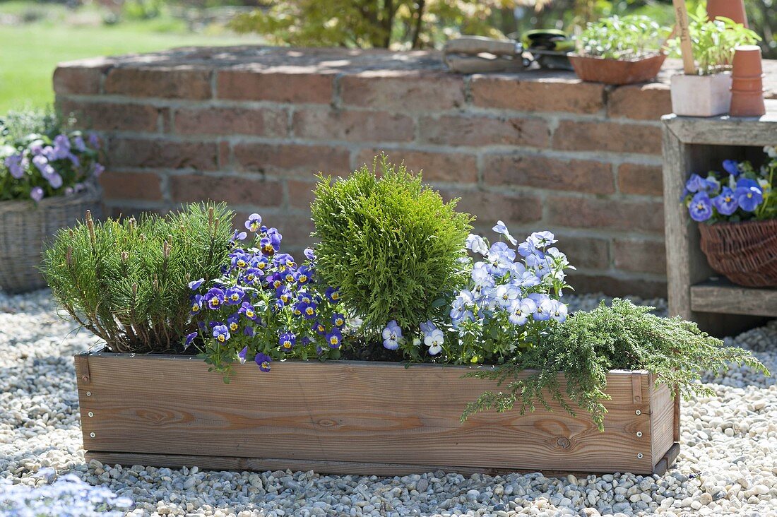 Wooden box with Pinus mugo var mughus, Thuja occidentalis 'Danica'