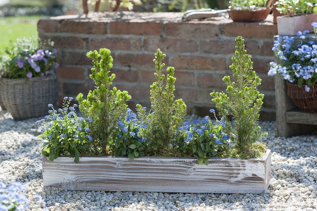 Holzkasten mit Picea glauca 'Conica' (Zuckerhutfichten) und Myosotis