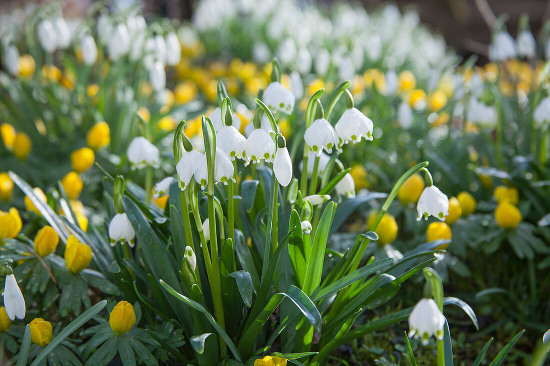 Leucojum vernum (Märzenbecher), Eranthis hyemalis (Winterlinge)