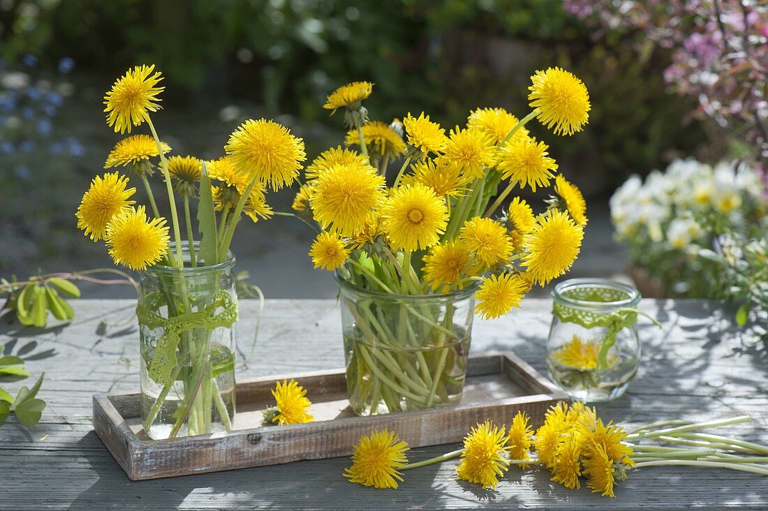 Small fast decoration in glasses, Taraxacum flowers