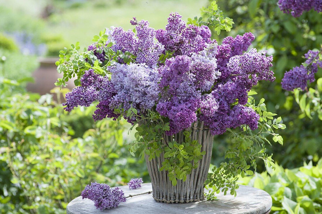 Fragrant bouquet of syringa and wild Rose branches