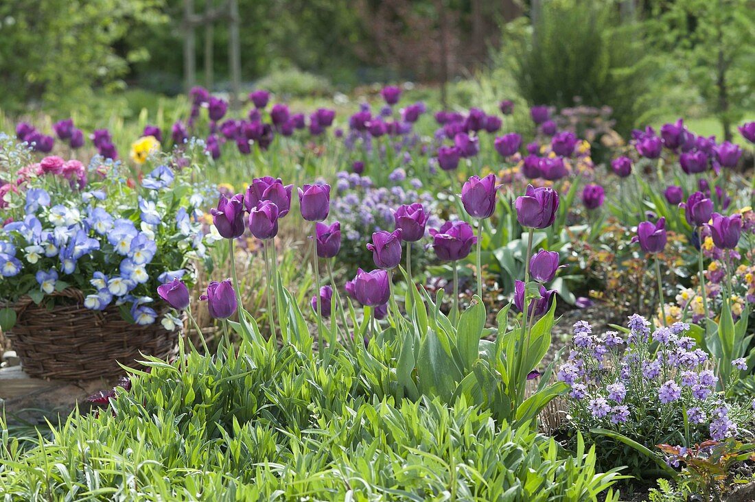 Tulipa 'Negita' (Tulpen) und Erysimum Poem 'Lavender' (Goldlack)