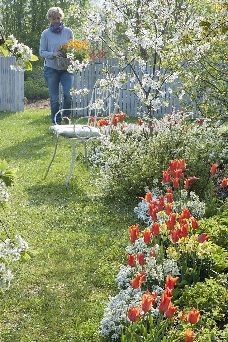 Flowerbed with Tulipa 'Ballerina', Iberis