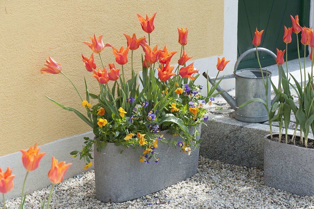 Graue Jardiniere mit Tulipa 'Ballerina' (Lilienbluetigen Tulpen) und Viola