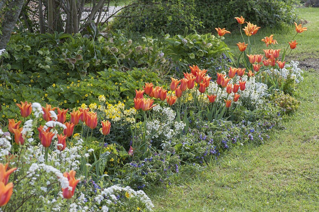 Spring bed with Tulipa 'Ballerina', Erysimum