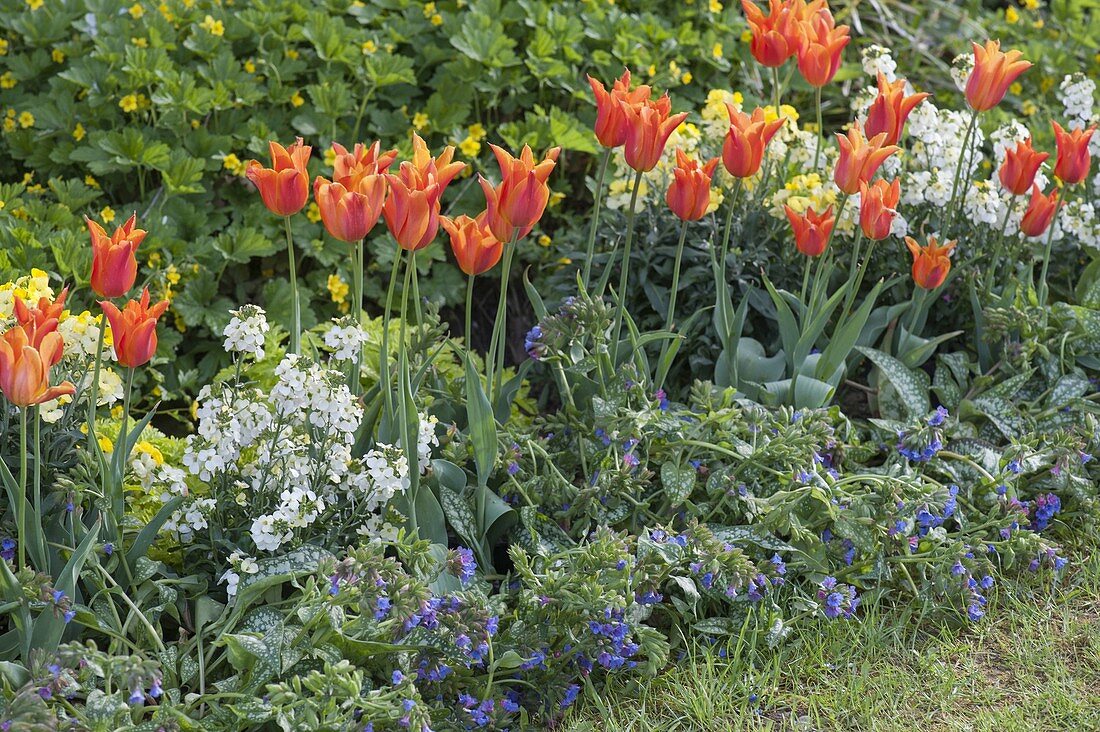 Spring bed with Tulipa 'Ballerina', Erysimum