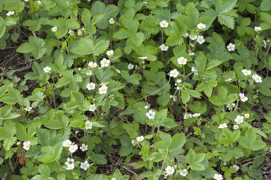 Blühende Walderdbeeren (Fragaria vesca) als Bodendecker