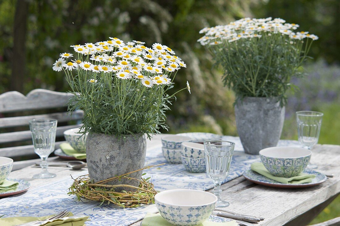 Argyranthemum frutescens in gray pots as table decoration