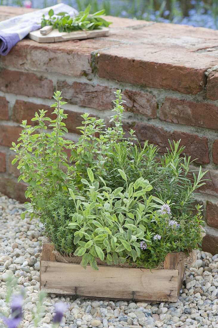 Herbs on gravel terrace at garden wall