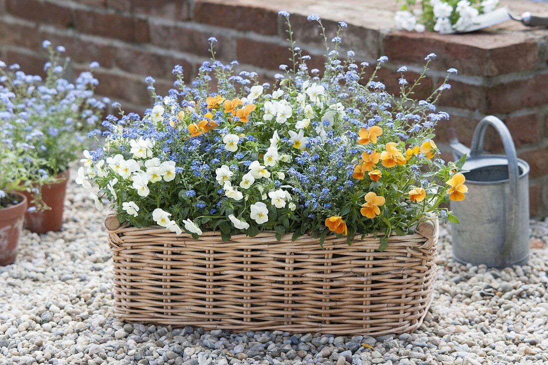 Basket with viola cornuta and myosotis