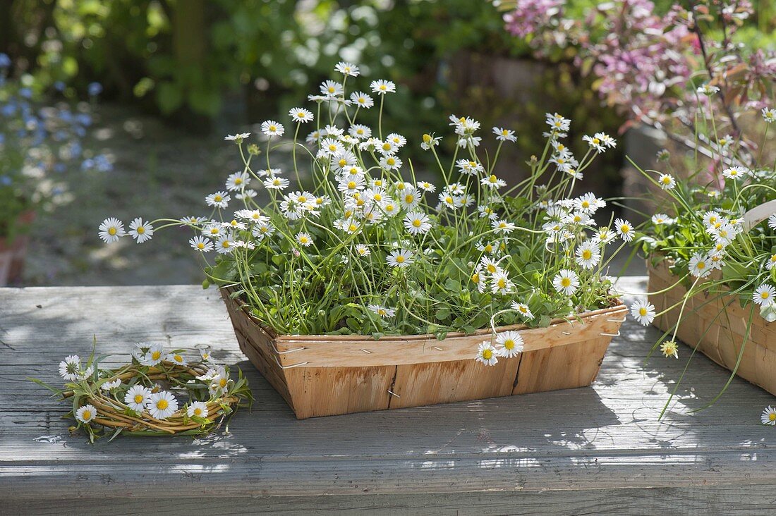 Spank boxes with Bellis perennis (Daisies)