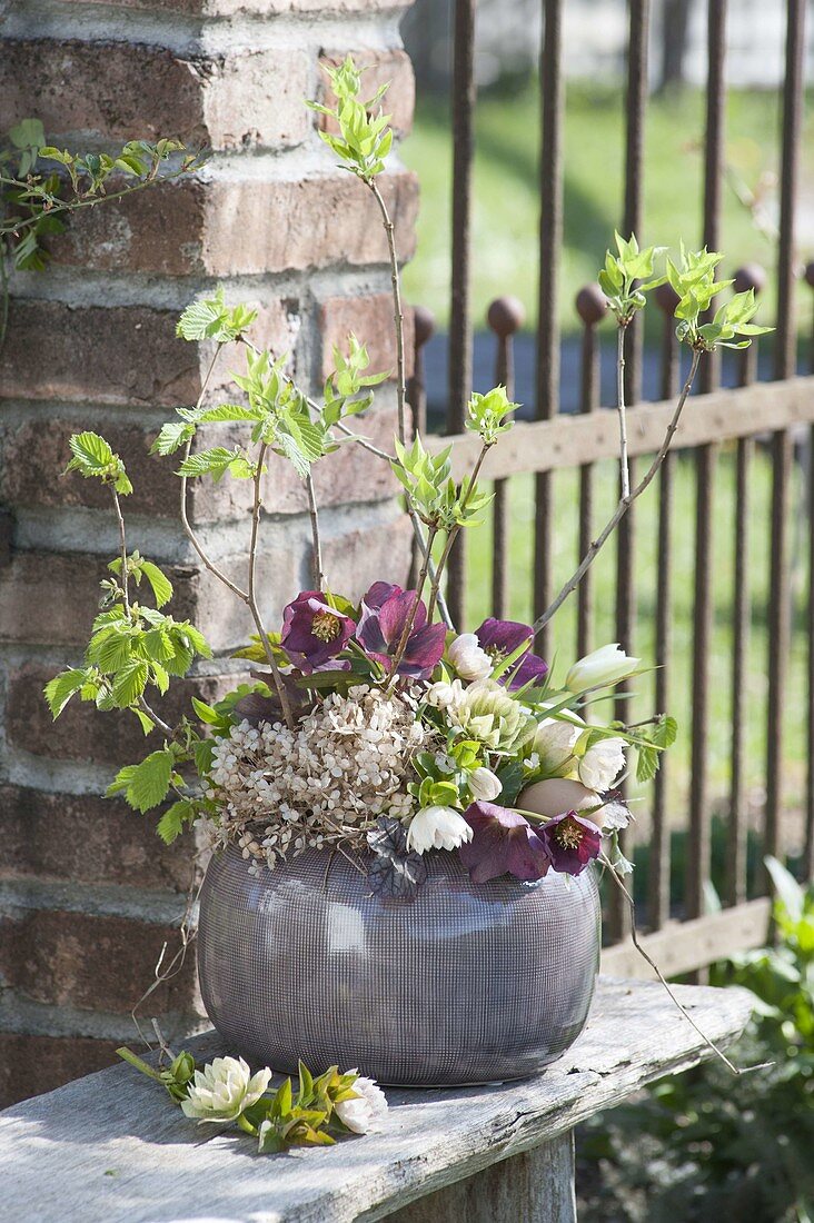 Unusual bouquet of Helleborus orientalis, twigs