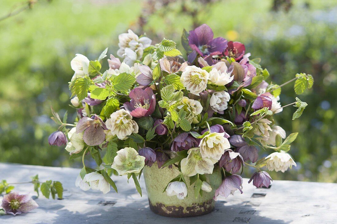 Lush bouquet made of Helleborus orientalis with branches