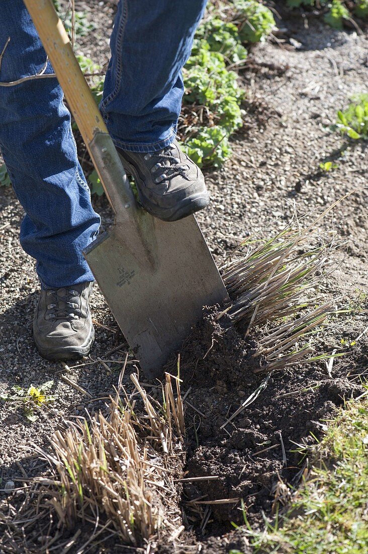 Divide and dig up the grass with a spade