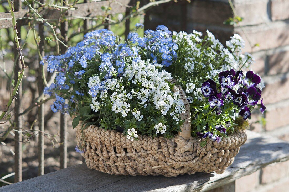 Basket with Iberis, Myosotis and Viola