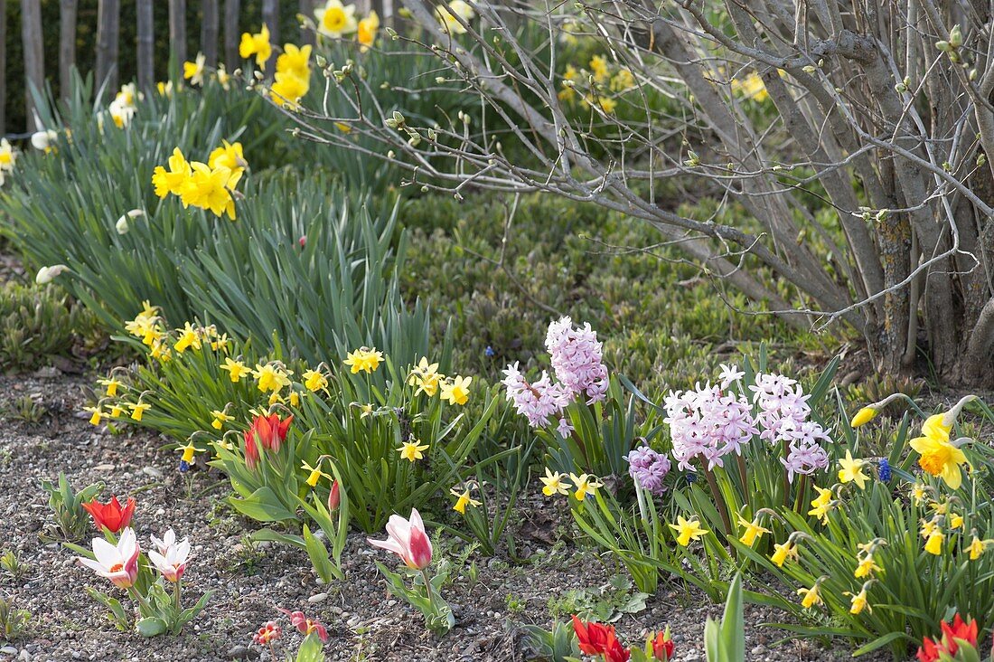 Frühlingsgarten mit Narcissus (Narzissen), Hyacinthus (Hyazinthen)